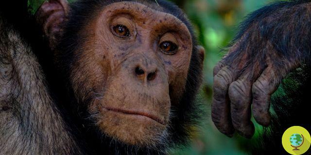 Vivisección: Estados Unidos bloquea subsidios para estudios con chimpancés