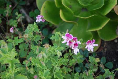 Aromaterapia: 10 plantas y flores para cultivar en la huerta o en el jardín
