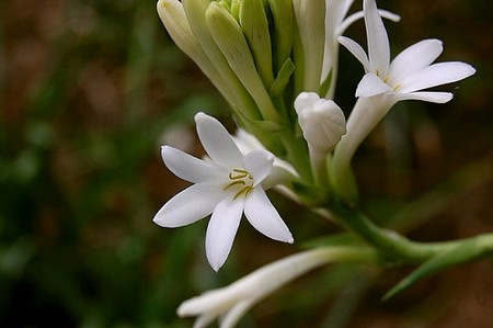 Aromaterapia: 10 plantas y flores para cultivar en la huerta o en el jardín