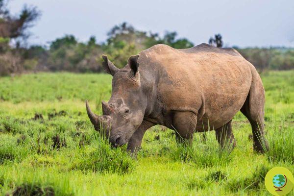 Victory for trophy hunters: in South Africa it will be possible to kill twice as many rhinos