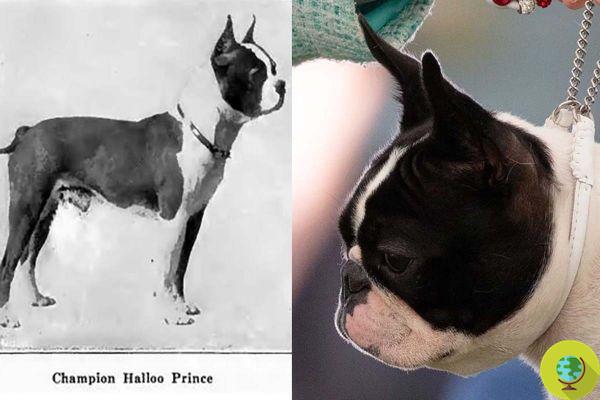 O Boston Terrier é um cão braquicefálico - os problemas genéticos mais comuns e por que você não deve comprar um