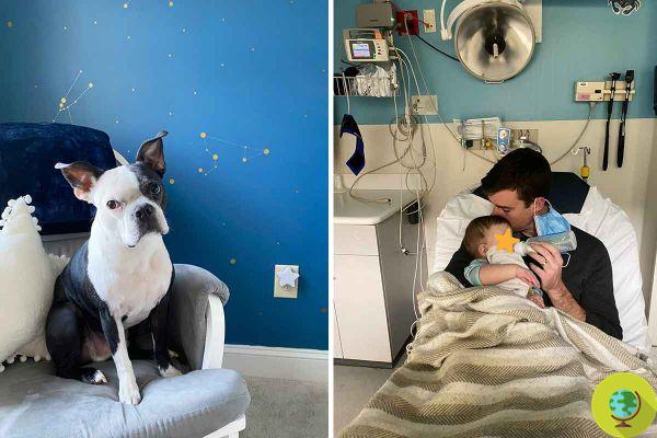 Heróis do cão: Henry, o Boston Terrier que salvou a vida de uma menina que parou de respirar