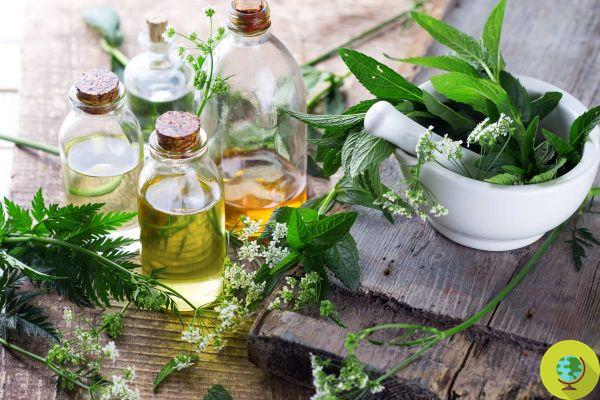 Bien-être : huiles essentielles et phytothérapie