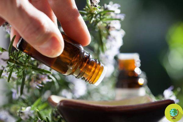 Wellness: essential oils and herbal medicine