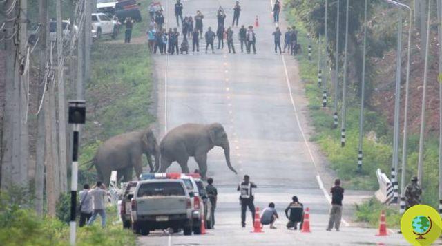 Stop! 50 elephants block traffic to cross a road in Thailand