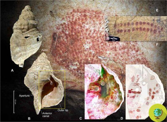 Descoberto o instrumento de sopro mais antigo do mundo: é uma concha de 18.000 anos atrás
