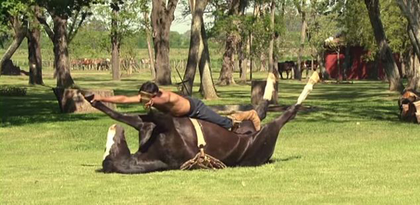 Horse yoga: una forma no violenta de domar caballos y hacer ejercicio