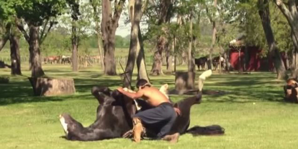 Horse yoga: a non-violent way to tame horses and exercise