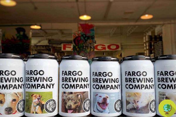 Fotos de cachorros abandonados em latas de cerveja para ajudar a encontrar uma família para eles. A ideia vencedora desta cervejaria artesanal