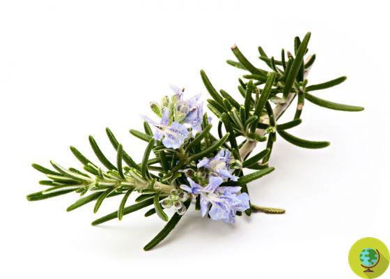 Rosemary helps memory. Shakespeare was right