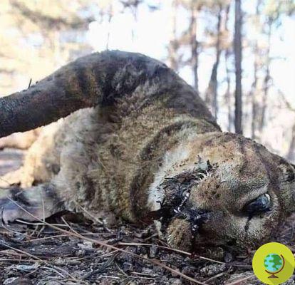 Incendios en la Amazonía: más de dos millones de animales salvajes han muerto en Bolivia