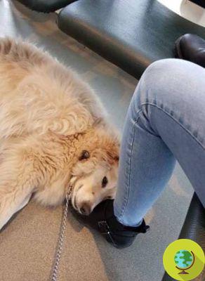 Este perro está desconsolado y no deja de abrazar la almohada que representa a su amigo que se ha ido volando