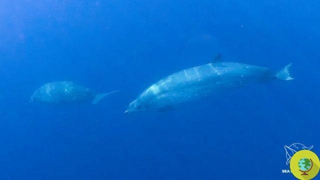Nova espécie de baleia descoberta na costa do México