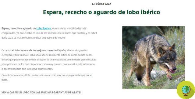 Caza: en España se puede disparar a un lobo por 3.500 euros
