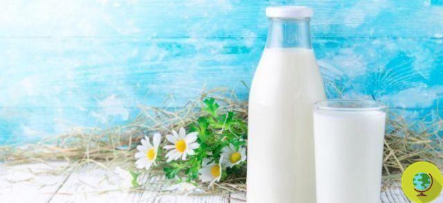 Le lait bio moins nutritif que le traditionnel ? Il y a certainement moins de pesticides