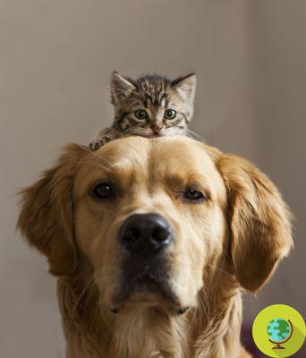 Animales estabulados: 6 consejos para quien quiere alojar perros y gatos necesitados