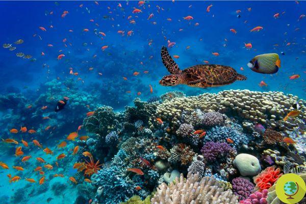 Oceanos: é um alarme de extinção para as espécies animais que os habitam