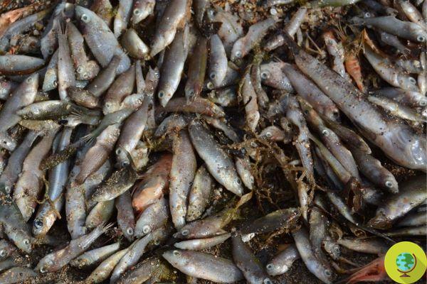 Masacre de peces y animales marinos en España, miles de muertos por vertidos tóxicos del campo