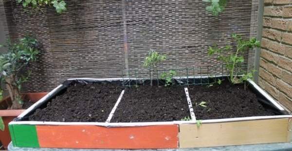 How to grow a vegetable garden at home without a balcony or terrace