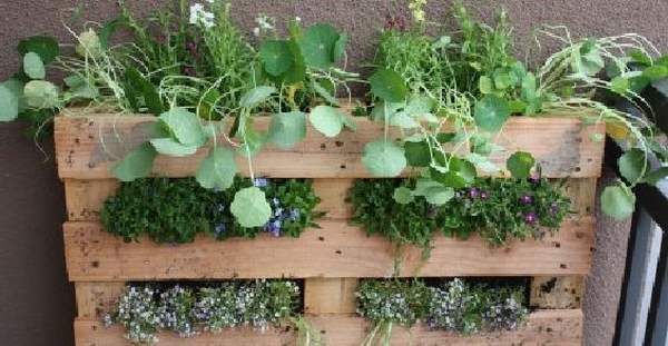 How to grow a vegetable garden at home without a balcony or terrace