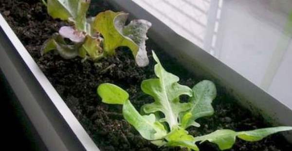 Como cultivar uma horta em casa sem varanda ou terraço