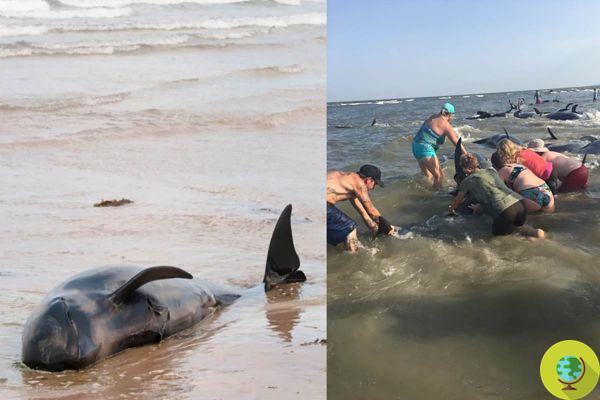 Dozens of beached pilot whales: bathers help them get back into the water