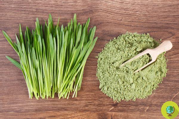 Barley grass: with its full of chlorophyll, it has incredible properties (even on the hair)