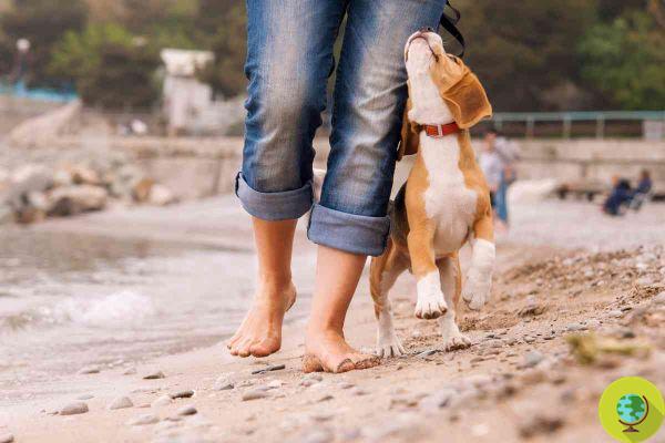 Los perros ahora son bienvenidos en la playa, las tiendas y las oficinas públicas de Viareggio