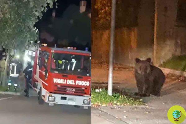Bear cub climbs a tree in Gorizia and is rescued by the Fire Brigade