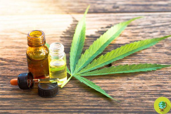 Cannabis: CBD can help fight addictions and make us quit smoking