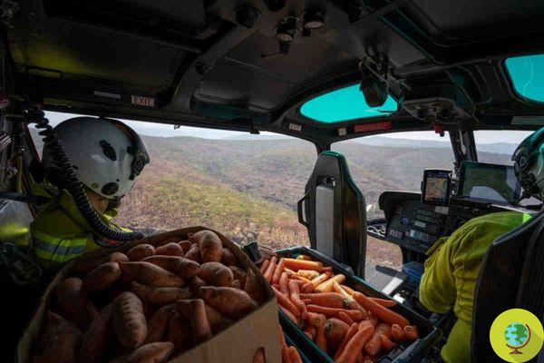 Incendies en Australie : une 'pluie' de carottes et de patates douces des hélicoptères pour nourrir les kangourous