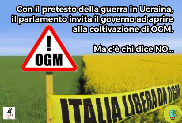 Campo de OGM en Friuli, finalmente llega la condena del GIP