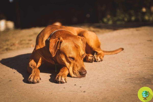 Hot alert: 10 golden rules to protect our pets in the summer