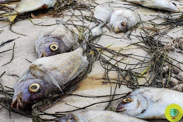 Floride : Des tonnes de poissons morts en décomposition sur les plages de Tampa Bay