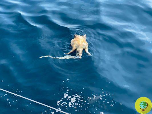 Mais uma tartaruga sufocada por plástico: encontrada no mar por um marinheiro no trecho entre Poreč e Chioggia