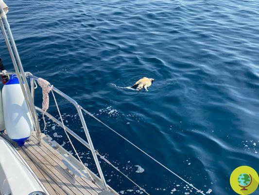 Mais uma tartaruga sufocada por plástico: encontrada no mar por um marinheiro no trecho entre Poreč e Chioggia