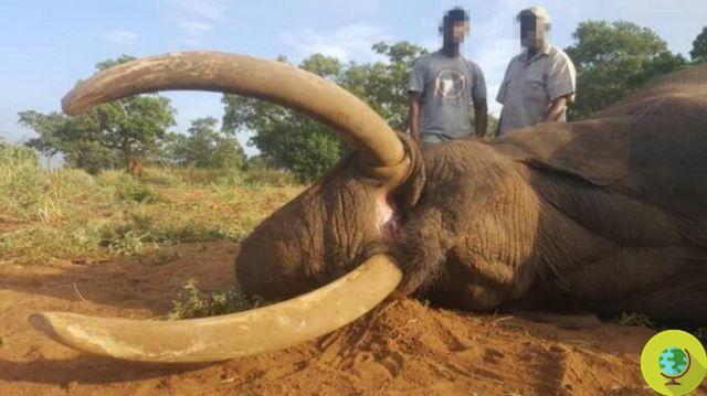 Un chasseur de trophées tue un éléphant rare avec de grandes défenses