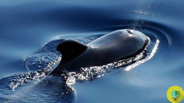 Caza de ballenas: posible parada en Islandia para 2012