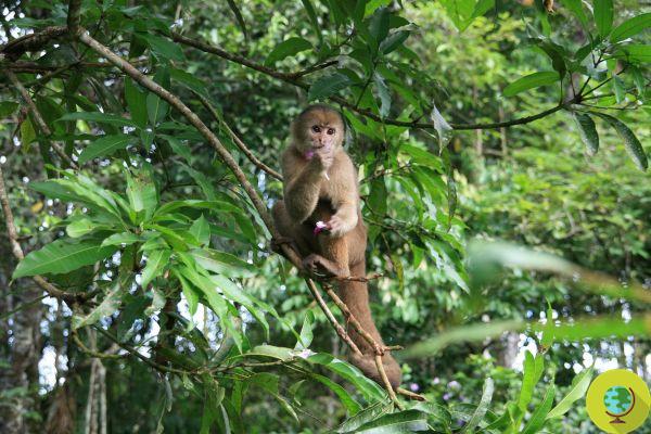 En India, monos huyen con muestras de prueba de Covid-19 robadas a un técnico de laboratorio