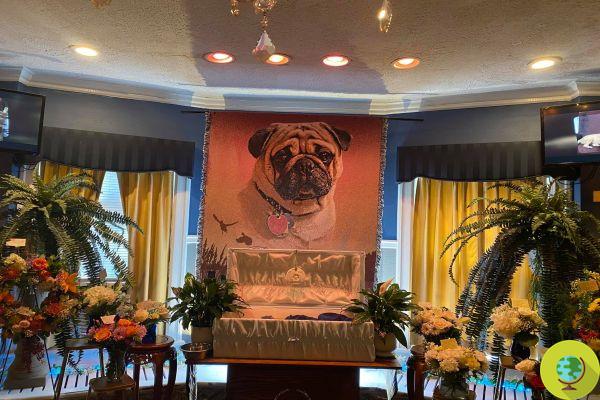 The pug dog dies and an unforgettable funeral is organized for him