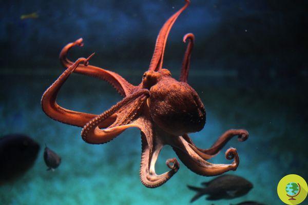 The first octopus farm is about to become a reality in Spain but it is a terrible cruelty