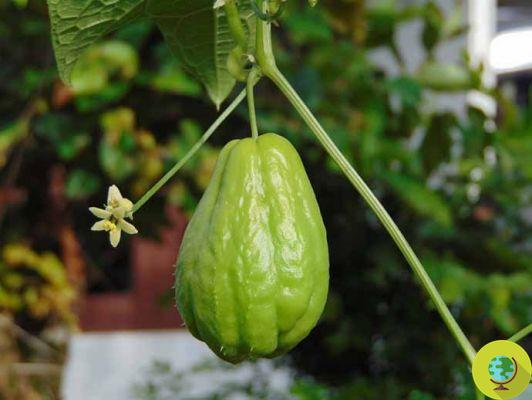Sechio: properties, nutritional values ​​and how to eat thorny squash