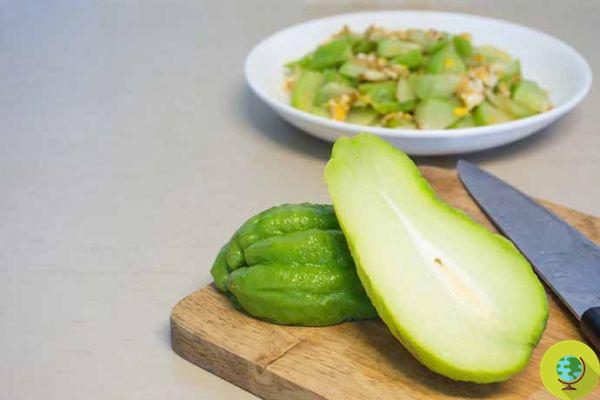 Sechio: propriedades, valores nutricionais e como comer abóbora espinhosa