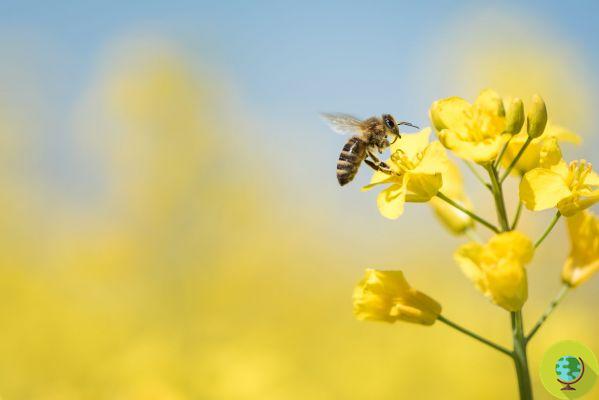 ¿Por qué están desapareciendo las abejas y los abejorros?