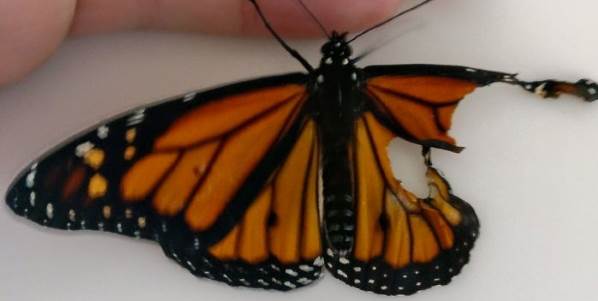 Repara el ala rota de la mariposa monarca. El resultado es sorprendente