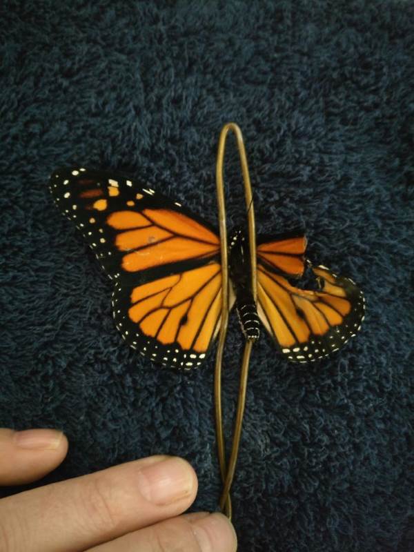 Réparez l'aile cassée du papillon monarque. Le résultat est surprenant