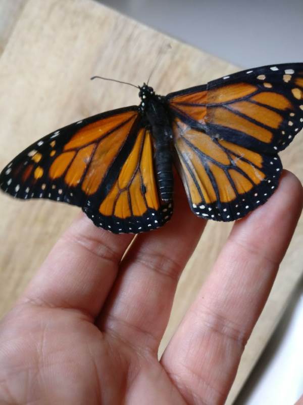 Réparez l'aile cassée du papillon monarque. Le résultat est surprenant