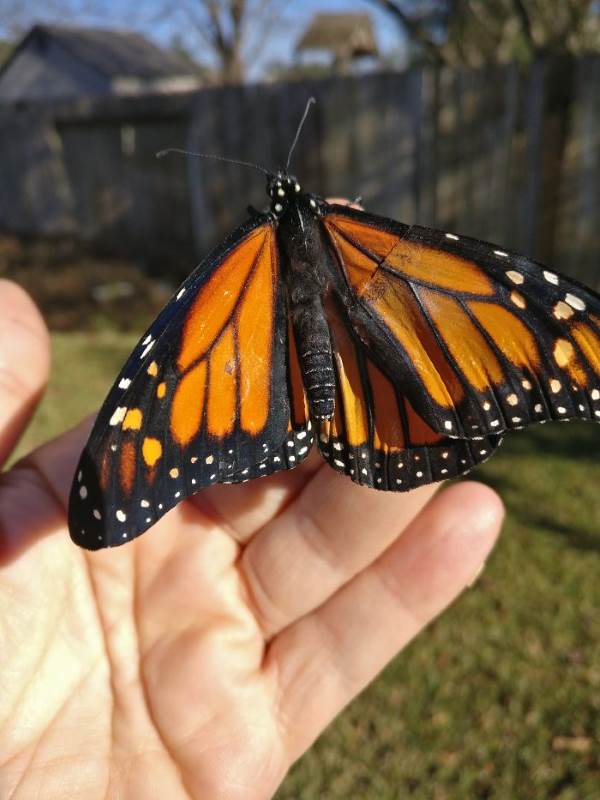 Repare a asa quebrada da borboleta monarca. O resultado é surpreendente