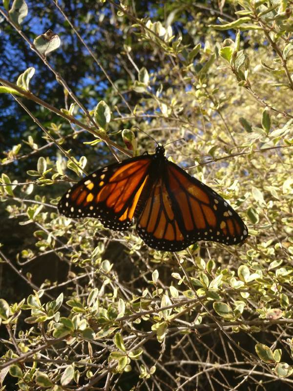 Repare a asa quebrada da borboleta monarca. O resultado é surpreendente