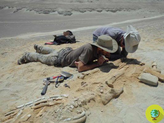 L'un des plus grands gisements de fossiles de cétacés au monde découvert au Pérou